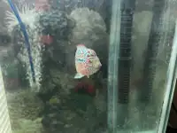 Female Flowerhorn fish