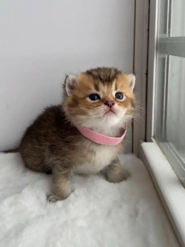 CCA &amp; CFA Registered Cattery — Rehoming BSH Kittens