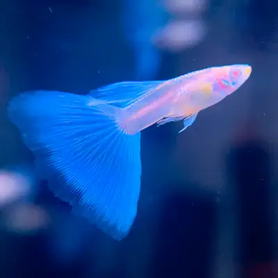 Find Quality Guppies for Your Collection, View more