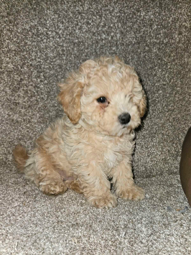 1male left Toy Poodle puppy in Dogs & Puppies for Rehoming in Hope / Kent - Image 3