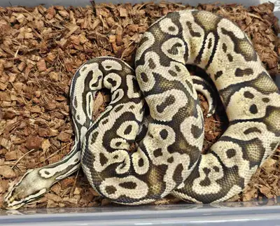All 3 are proven breeders and looking for new homes Pic1 is a female Pastel Vanilla not paired this...
