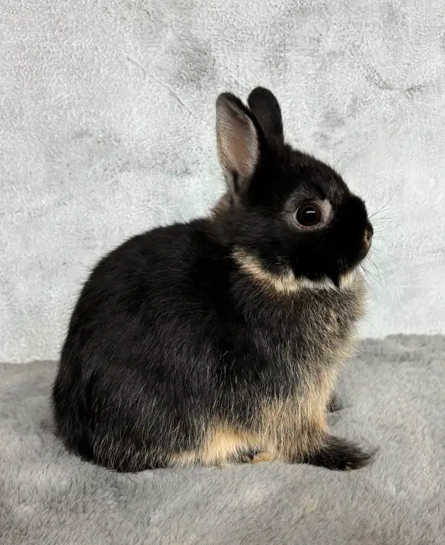 Very cute Netherland Dwarfs rabbits ready to hop in Small Animals for Rehoming in Mississauga / Peel Region - Image 7