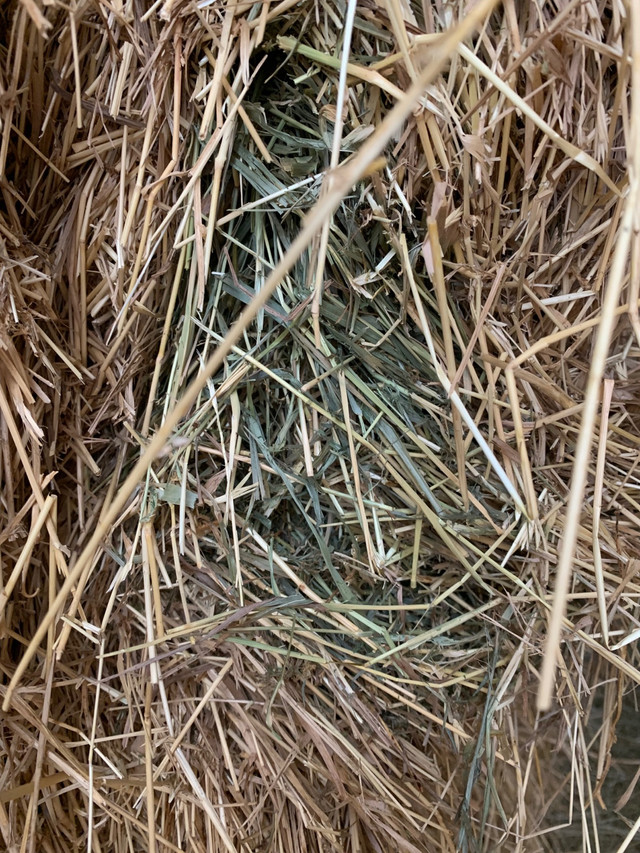 Hay for Sale in Livestock in Winnipeg - Image 4