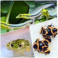 SPRING SALE! Neon Geckos/ Glass Frogs/ Summersi Dart frogs