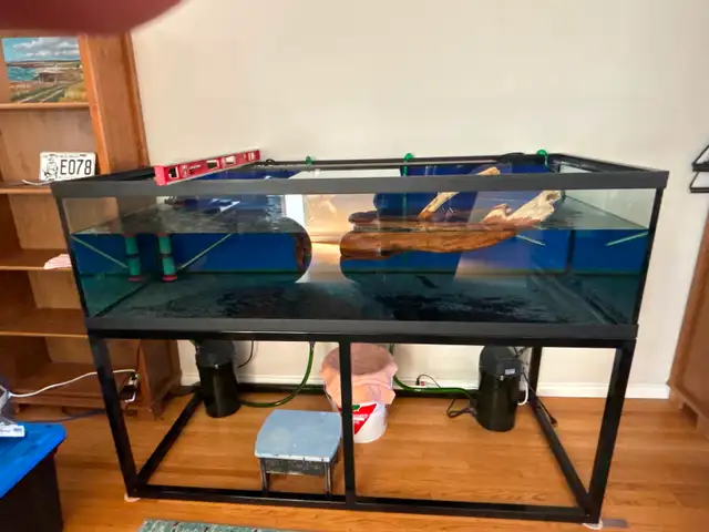 190 gallon aquarium in Fish for Rehoming in Calgary - Image 5