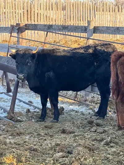 Exposed Dexter cow , View more