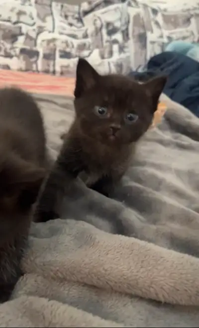 KITTENS FOR SALE, View more