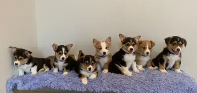 CORGI PUPPIES, View more