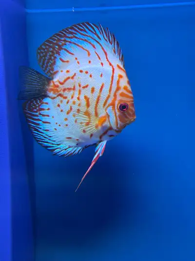 discus fish breeding pair, View more