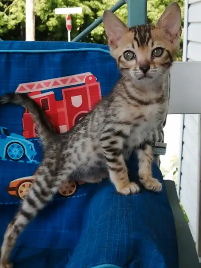 Chatons Bengal de grande qualité, View more