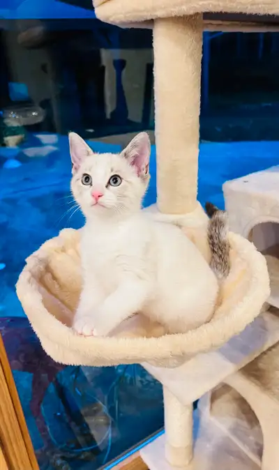 Beautiful Bengal Kitten (mixed), View more