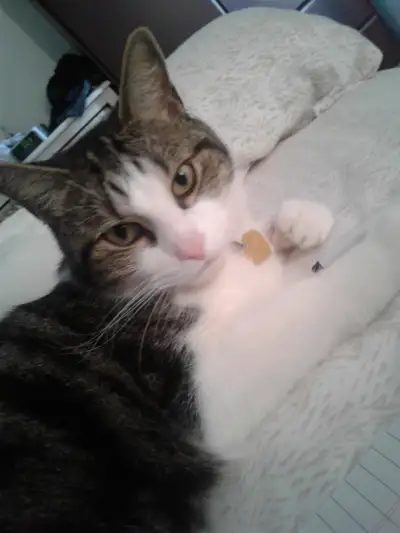 Chat mâle à adopter, View more