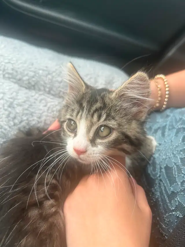 kitten for sale in Cats & Kittens for Rehoming in Moncton - Image 3