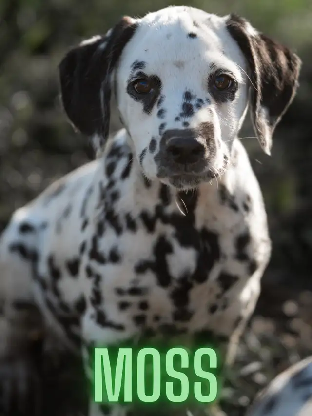 CKC Reg. Dalmatian Pups in Dogs & Puppies for Rehoming in Oakville / Halton Region - Image 6