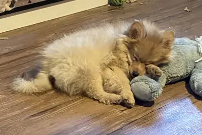 Pomeranian Pups, View more