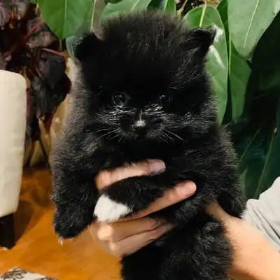 Pomeranian Puppies, View more