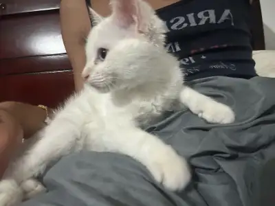 free - tabby/ragdolls. free snowshoe , View more