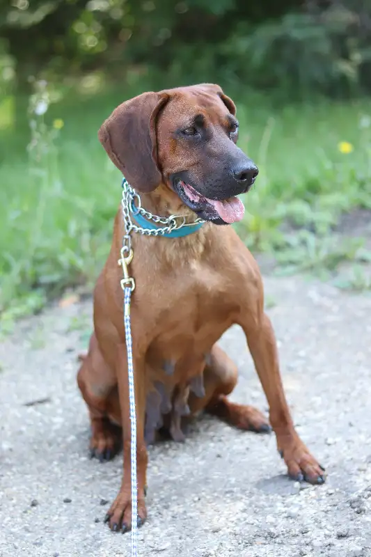 Redbone Coonhound Puppies in Dogs & Puppies for Rehoming in Winnipeg - Image 9