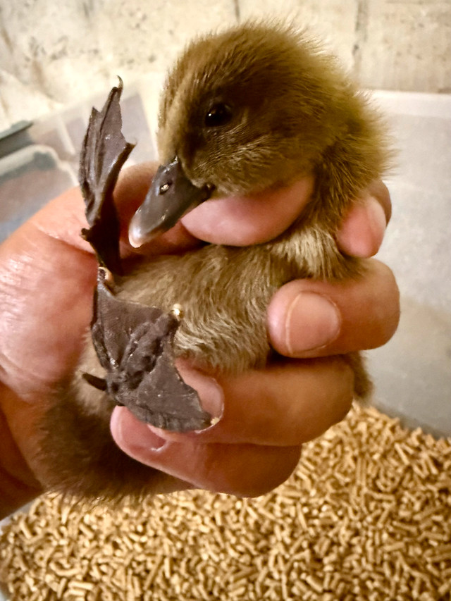 barnyard mix 2-3 day old Ducklings in Livestock in Abbotsford - Image 3