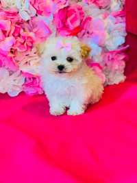 Toy Poodle x Maltese puppies