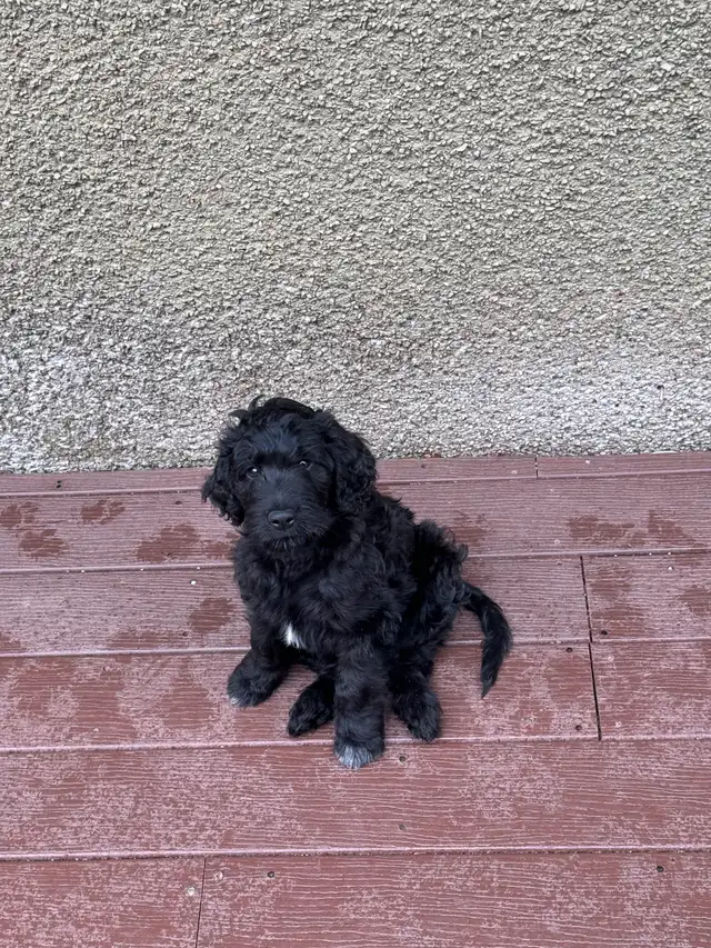 Spangold Retriever -Golden Retriever X English Springer Spaniel in Dogs & Puppies for Rehoming in Vernon - Image 13