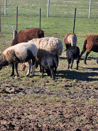Katahdin Cross Ewes, Ram and lambs