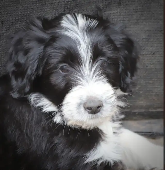 6  RARES DOODLES, BORDOODLES,  BORDOODLES   CHIOTS - PUPPIES in Dogs & Puppies for Rehoming in Laurentides - Image 7