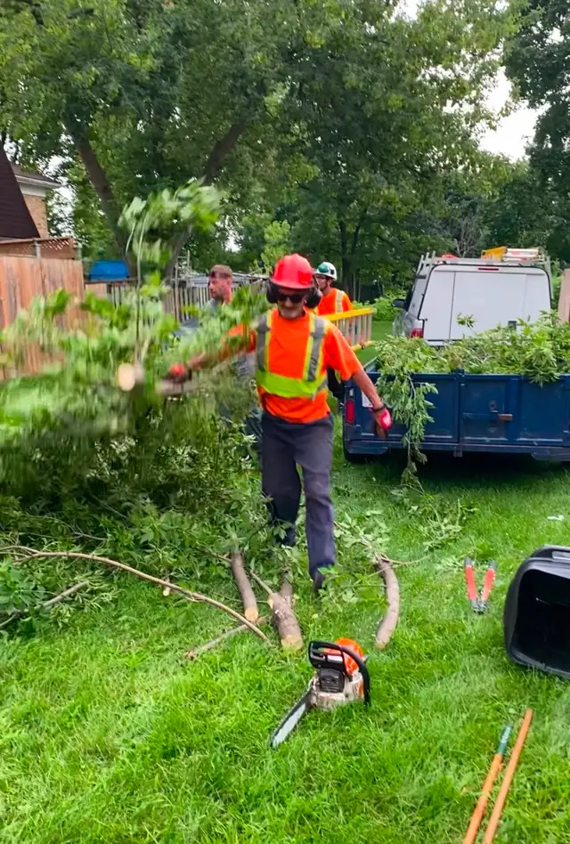 Tree service523494017593528321