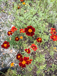 French Marigold, "Burning Embers" seeds
