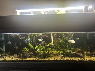 Community Fish Blow Out, View more