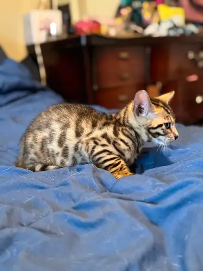 bengals kitten , View more