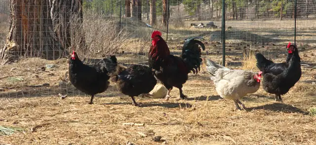 Fertilized eggs in Livestock in Cranbrook - Image 11