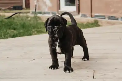 Purebred Boxer pups, View more