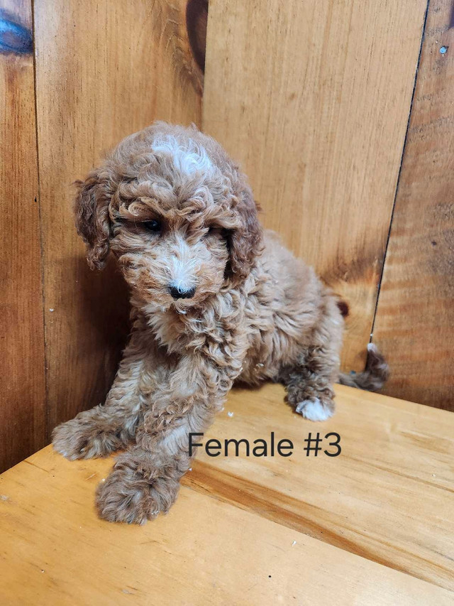 Miniature Poodle in Dogs & Puppies for Rehoming in Pembroke - Image 2