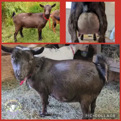 Nigerian Dwarf kids and mature does available, View more
