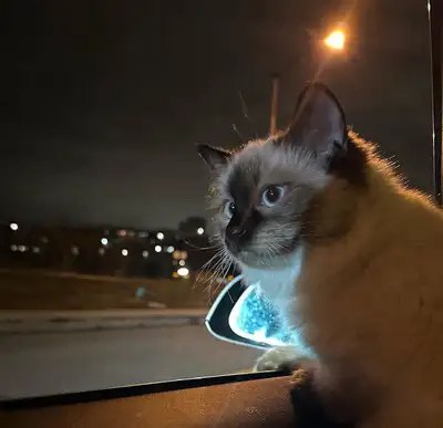 looking for cat sitter , View more