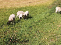 Dorper sheep for sale