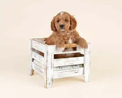 Beautiful Mini GOLDEN DOODLE Puppies FOR SALE!, View more