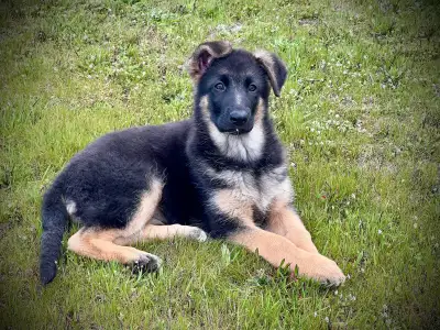 CKC REGISTERED GERMAN SHEPHERD PUPPIES.1 BOY AND 1 GIRL AVAILABL, View more