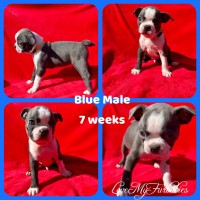6 males CKC Registered. Ready for homes on May 4th.