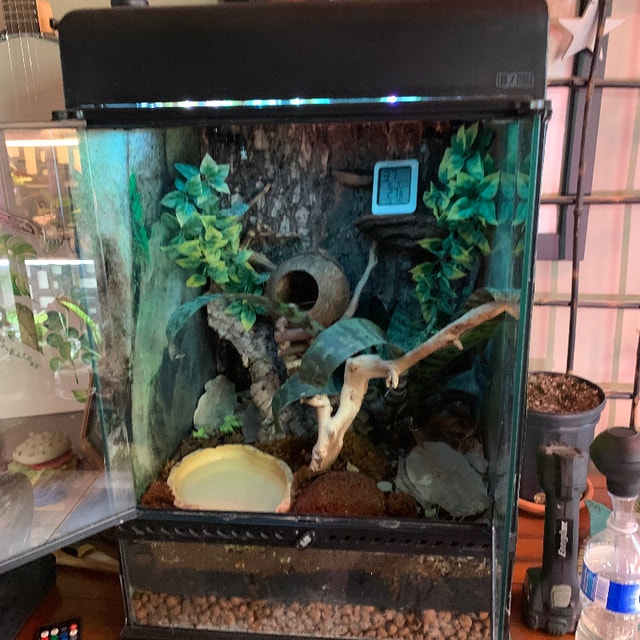 2 Frogs/bio active vivarium Reptiles & Amphibians for Rehoming