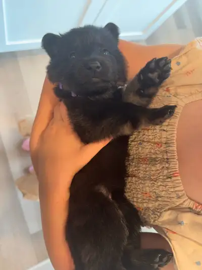 CKC Registered German Shepherds, View more