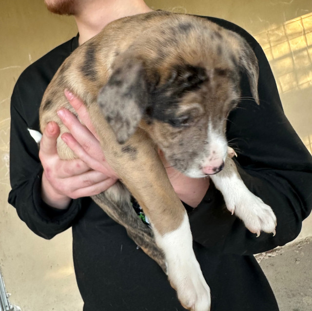 Puppies - Bullmastiff / Miniature Australian Shepard in Dogs & Puppies for Rehoming in Sarnia - Image 3