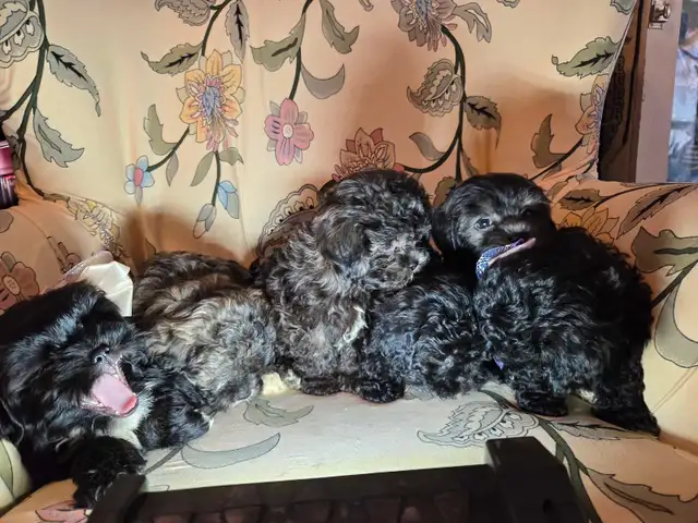 Beyond cute Teddy Bear puppies 3 m 2 F in Dogs & Puppies for Rehoming in Chatham-Kent - Image 5