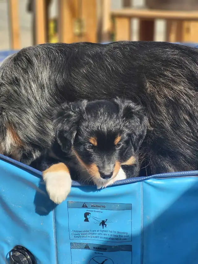 miniature Australian Shepherd | Dogs & Puppies for Rehoming | Penticton ...
