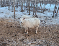 One Pregnant Ewe Sheep for Sale (3 Years Old)