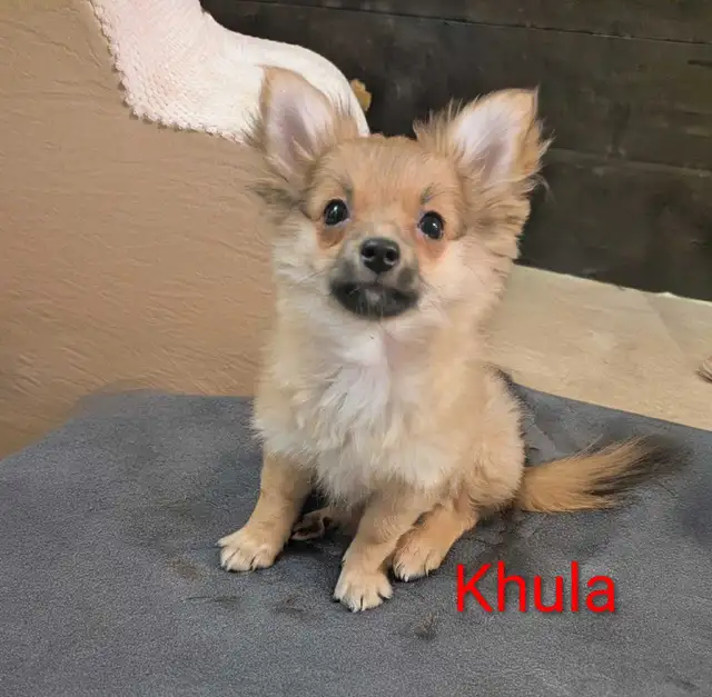 Sweet adorable Pomchi puppies in Dogs & Puppies for Rehoming in City of Toronto - Image 5