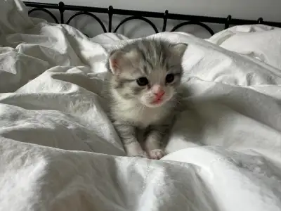 **** le francais suivera **** Meet this precious little bundles of joy! beautiful American Shorthair...