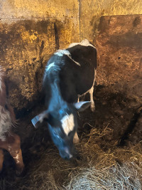 Holstein heffier
