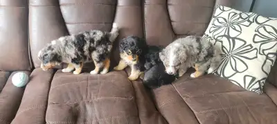 Australian shepherd miniature puppies, View more